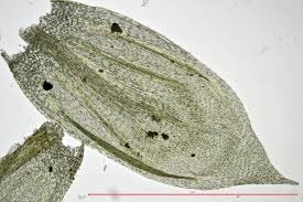 Attēlu rezultāti vaicājumam “Cirriphyllum piliferum”