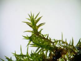 Attēlu rezultāti vaicājumam “Didymodon rigidulus sporophyte”