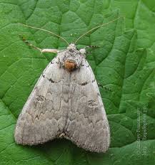 Attēlu rezultāti vaicājumam “Catocala pacta”