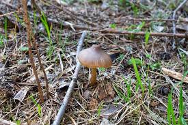 Attēlu rezultāti vaicājumam “Entoloma vernum”