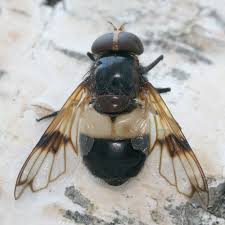 Attēlu rezultāti vaicājumam “Volucella pellucens”