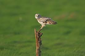 Attēlu rezultāti vaicājumam “Asio flammeus adult”