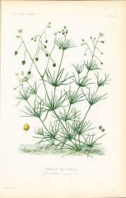 Attēlu rezultāti vaicājumam “Spergula arvensis”