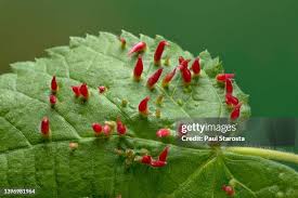 Attēlu rezultāti vaicājumam “Eriophyes tiliae”