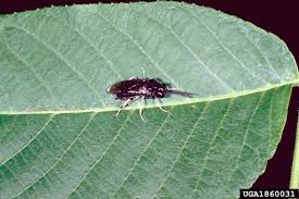 Attēlu rezultāti vaicājumam “Eriocampa ovata larva”