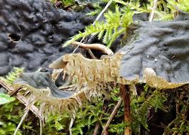 Attēlu rezultāti vaicājumam “Peltigera canina”