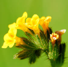 Attēlu rezultāti vaicājumam “Boraginaceae”