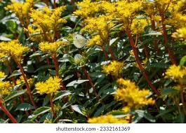 Attēlu rezultāti vaicājumam “Sedum aizoon”