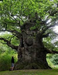 Attēlu rezultāti vaicājumam “Quercus robur”