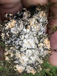 Attēlu rezultāti vaicājumam “Phlebia serialis”