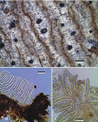 Attēlu rezultāti vaicājumam “Stictis”
