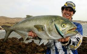 Image result for Pomatomus saltatrix