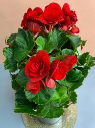 Image result for Бегония Элатиор 12х22 4601887072423