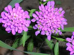 Image result for Iberis umbellata