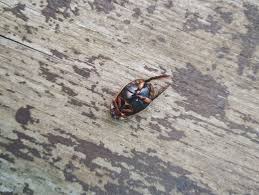 Attēlu rezultāti vaicājumam “Acilius sulcatus female”