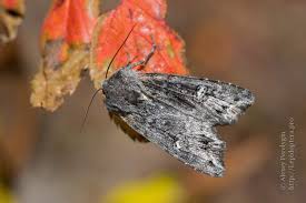 Attēlu rezultāti vaicājumam “Lithomoia solidaginis”