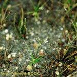 Attēlu rezultāti vaicājumam “Subularia aquatica leaf”
