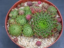 Attēlu rezultāti vaicājumam “Jovibarba globifera fruit”