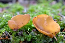 Attēlu rezultāti vaicājumam “Otidea leporina”