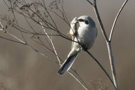 Attēlu rezultāti vaicājumam “Lanius excubitor adult”