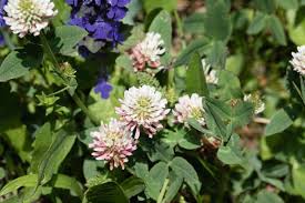 Attēlu rezultāti vaicājumam “Trifolium spadiceum fruit”