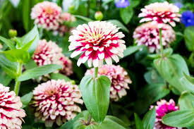 Image result for Zinnia elegans
