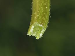 Attēlu rezultāti vaicājumam “Lamium album leaf”