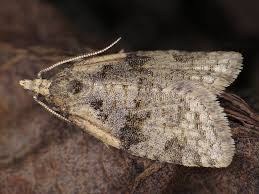 Attēlu rezultāti vaicājumam “Capua vulgana”