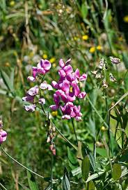 Attēlu rezultāti vaicājumam “Lathyrus latifolius leaf”