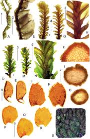 Attēlu rezultāti vaicājumam “Plagiochila”