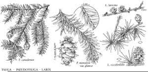 Attēlu rezultāti vaicājumam “Pseudotsuga menziesii var. glauca”