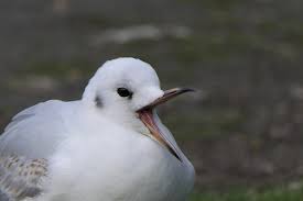 Image result for geeuw