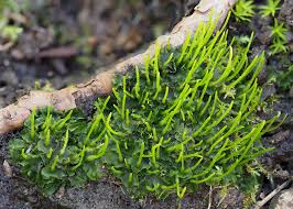 Attēlu rezultāti vaicājumam “Leiocolea collaris”