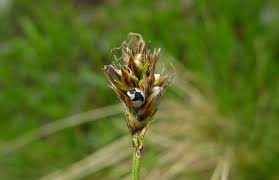 Attēlu rezultāti vaicājumam “Anthracoidea”
