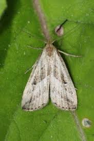 Attēlu rezultāti vaicājumam “Hypenodes humidalis”