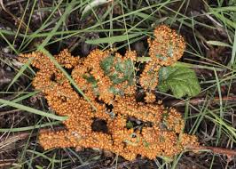 Attēlu rezultāti vaicājumam “Leocarpus fragilis spores”