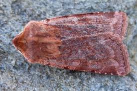 Attēlu rezultāti vaicājumam “Cerastis rubricosa”