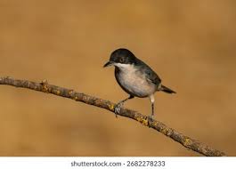 Attēlu rezultāti vaicājumam “Sylvia curruca adult”