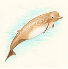 Image result for Hyperoodon ampullatus