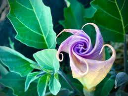 Image result for Ipomoea Lavender