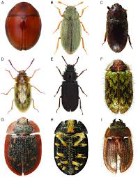 Attēlu rezultāti vaicājumam “Byturidae”