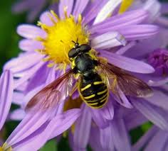 Attēlu rezultāti vaicājumam “Sericomyia sp.”