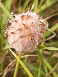 Attēlu rezultāti vaicājumam “Trifolium fragiferum”