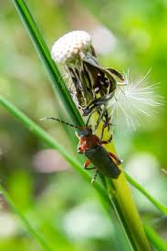 Attēlu rezultāti vaicājumam “Cantharis livida”