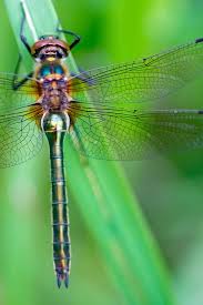 Attēlu rezultāti vaicājumam “Cordulia aenea”