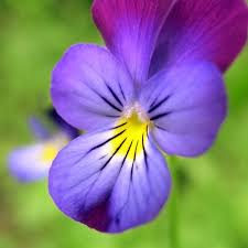 Attēlu rezultāti vaicājumam “Viola tricolor flower”