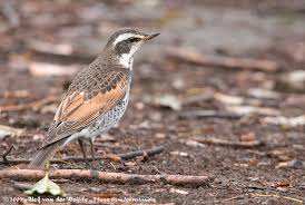 Image result for Turdus naumanni
