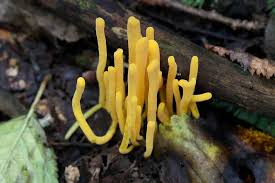 Attēlu rezultāti vaicājumam “Diderma spumarioides young”