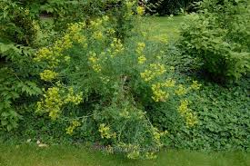 Image result for Ruta graveolens