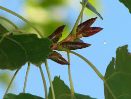 Attēlu rezultāti vaicājumam “Populus x gileadensis leaf”